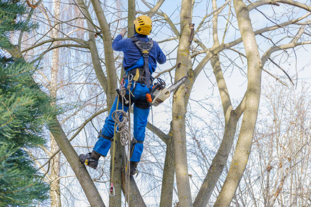 Reliable St Joseph, MN Tree Care Solutions